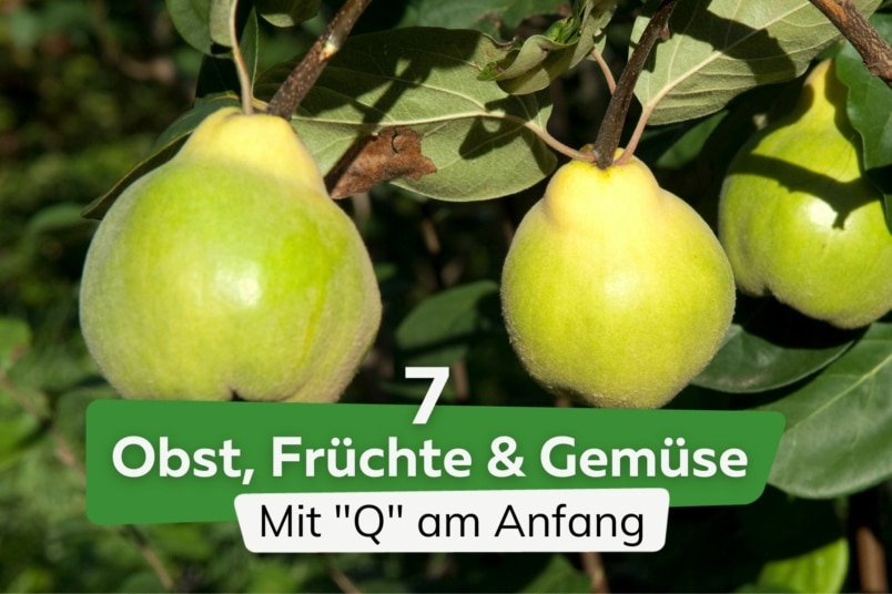 7 Obst, Früchte und Gemüse mit "Q" am Anfang