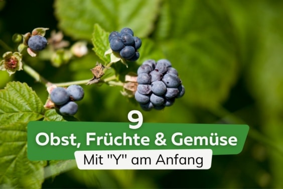 9 Obst, Früchte und Gemüse mit "Y" am Anfang