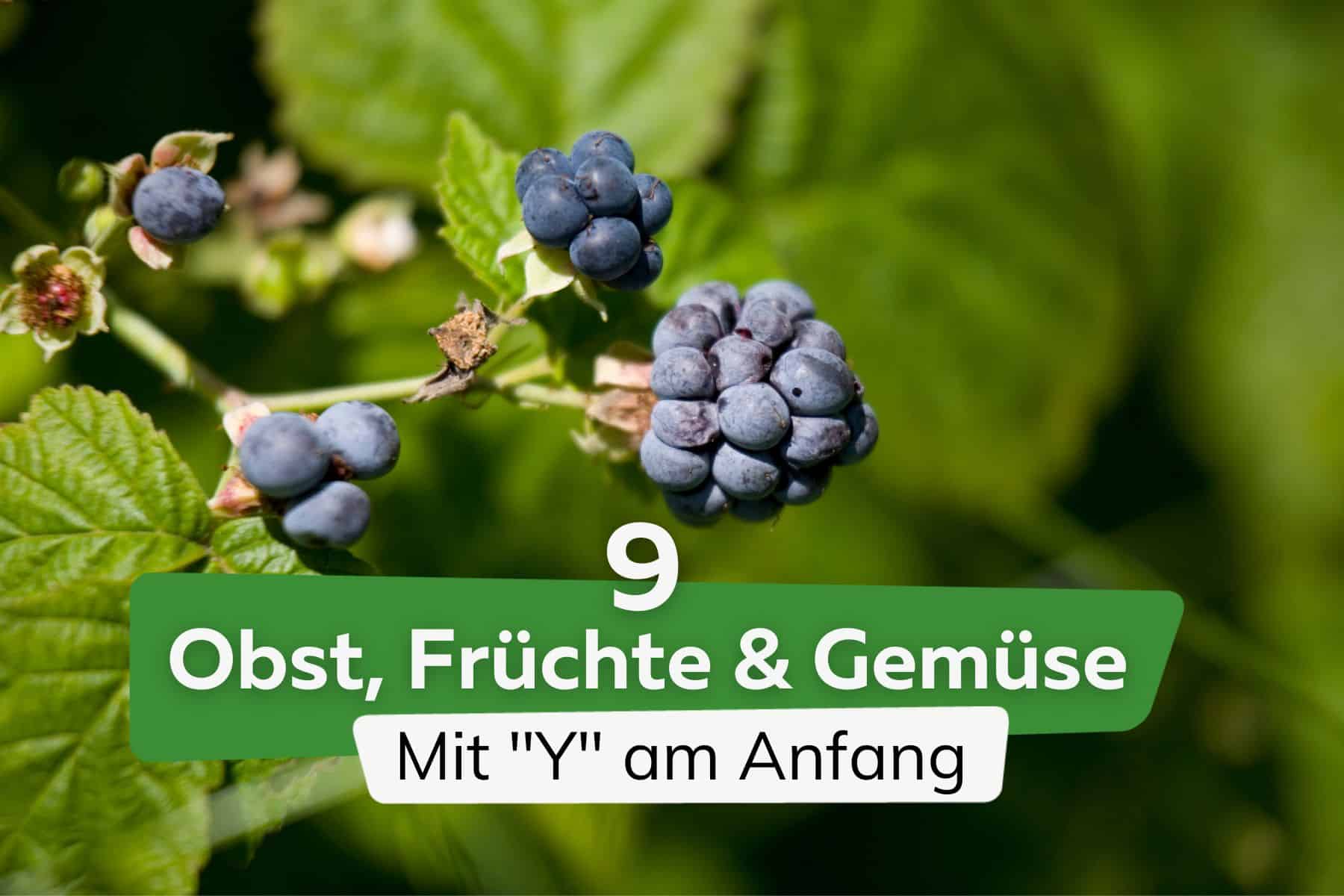 9 Obst, Früchte und Gemüse mit "Y" am Anfang