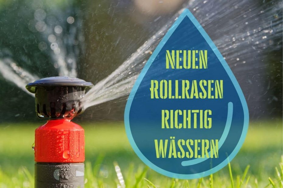 Neuen Rollrasen wässern so wässern Sie ihn richtig