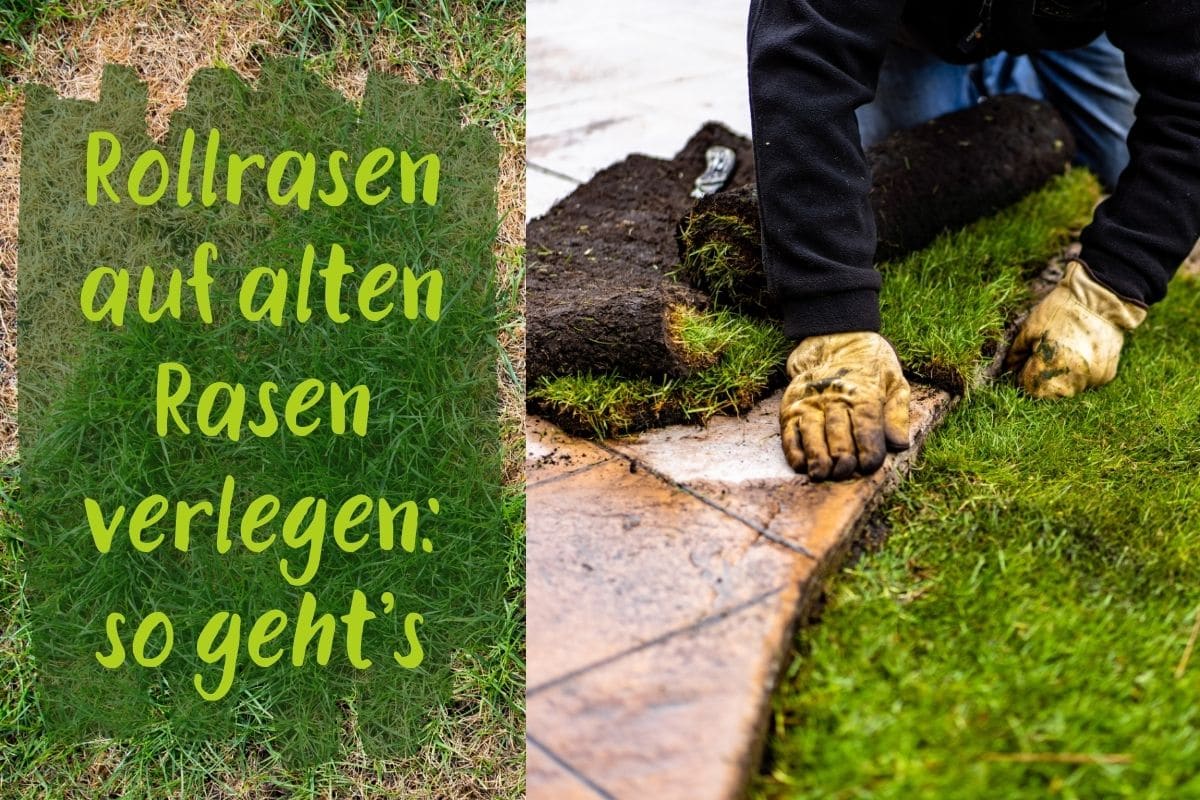 Rollrasen verlegen auf alten Rasen: so geht's