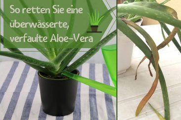 Hilfe: Aloe vera hat gelbe Spitzen und Bltter
