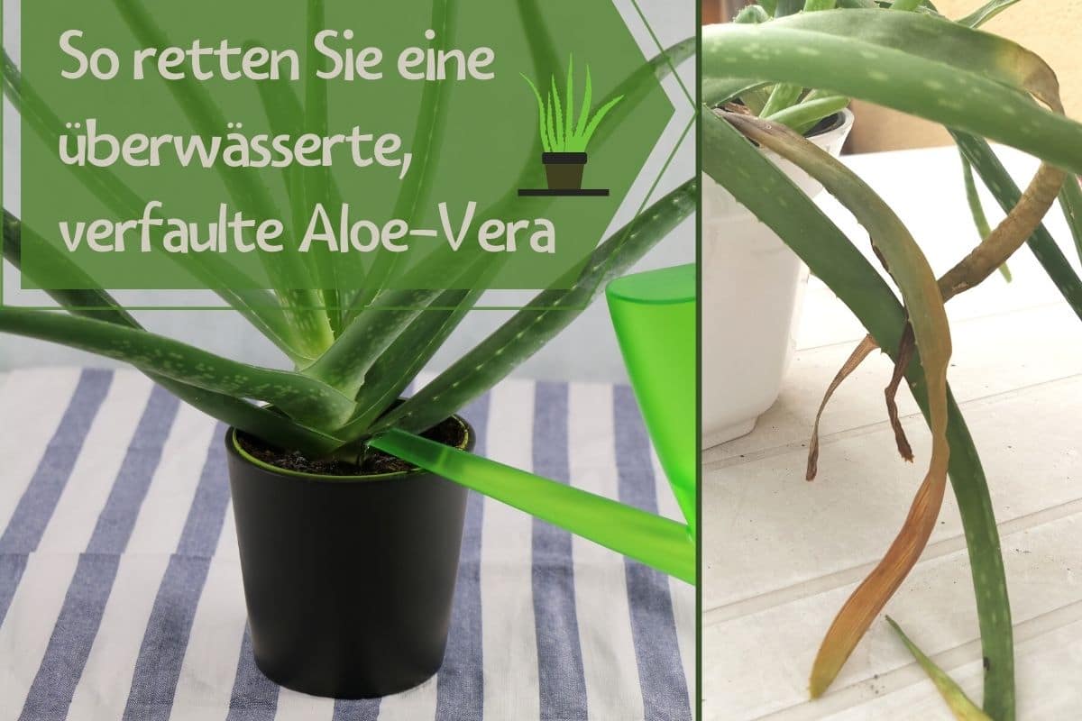 berwsserte verfaulte Aloe-Vera Pflanze retten