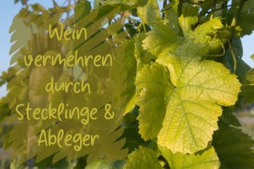 Wein vermehren