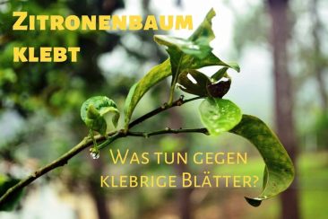 Zitronenbaum klebt - Titel