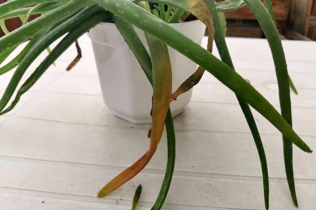 Aloe-Vera bekommt matschige Blätter