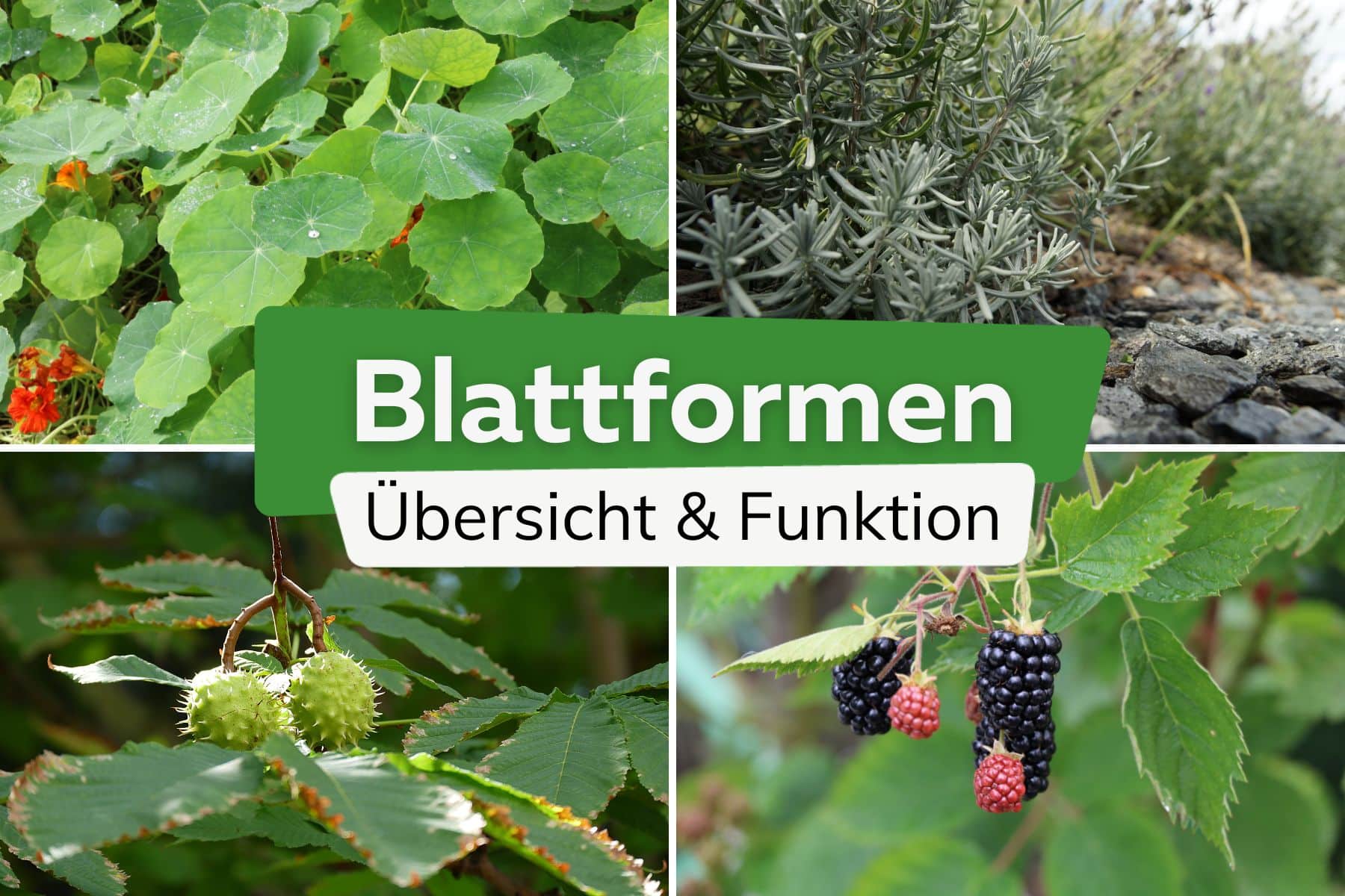 Blattformen: Übersicht und Funktion