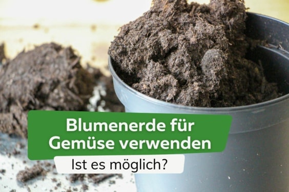 Blumenerde/Pflanzerde für Gemüse verwenden