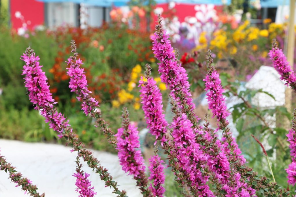 Blutweiderich - Lythrum salicaria