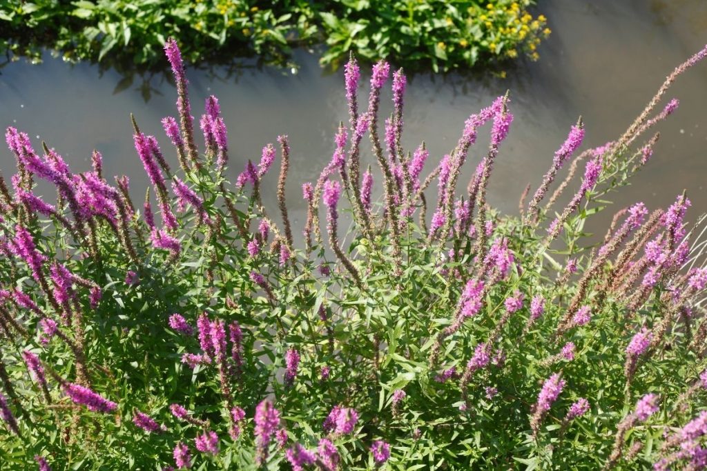 Blutweiderich - Lythrum salicaria