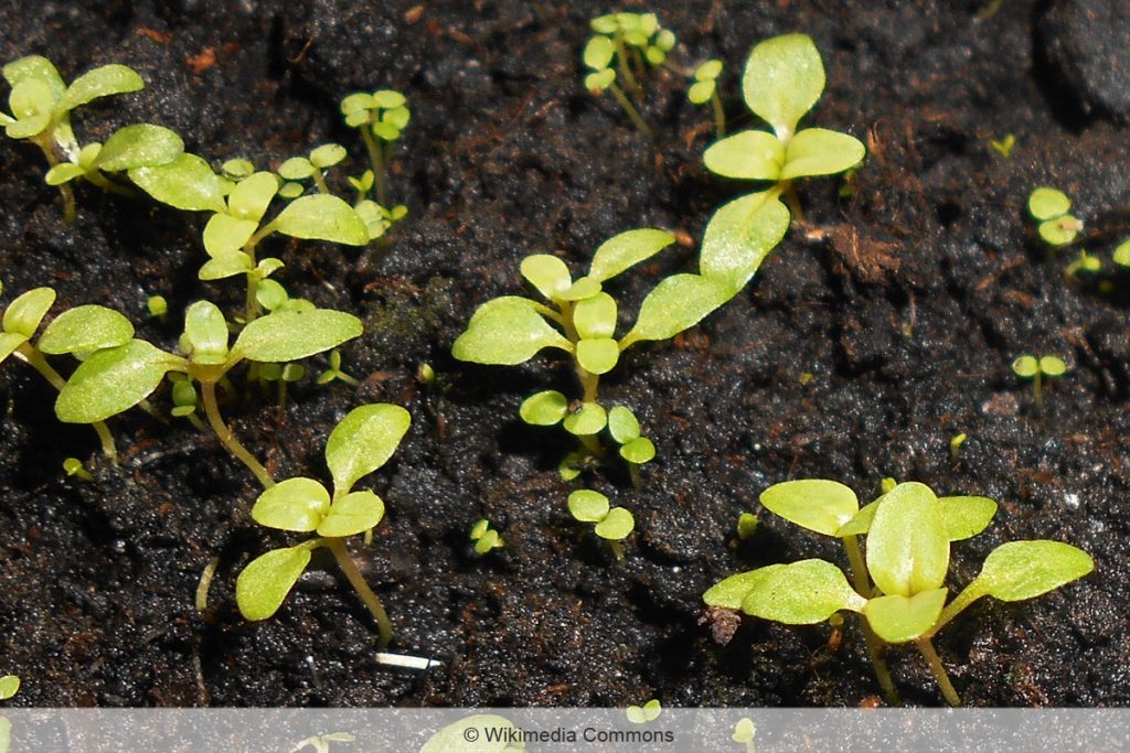 Blutweiderich - Lythrum salicaria