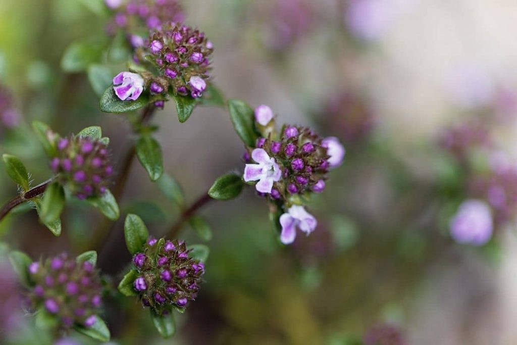 Kaskadenthymian - Thymus longicaulis