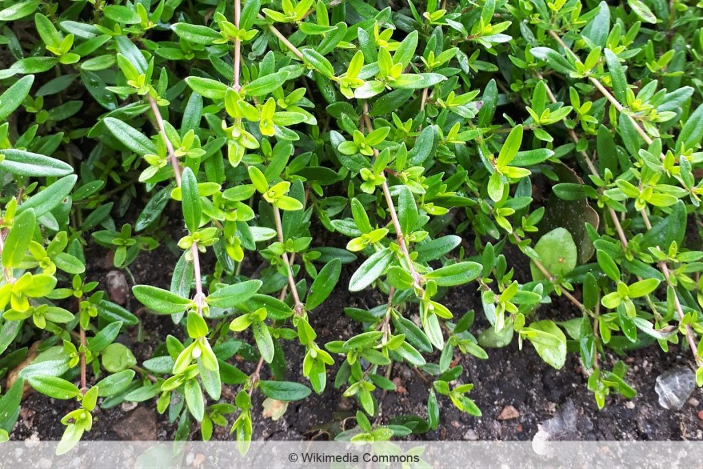 Kaskadenthymian - Thymus longicaulis