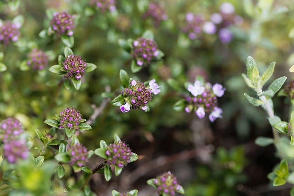 Kaskadenthymian - Thymus longicaulis