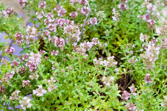 Kaskadenthymian - Thymus longicaulis