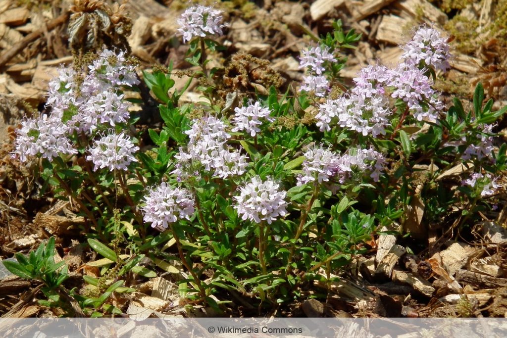 Kaskadenthymian - Thymus longicaulis