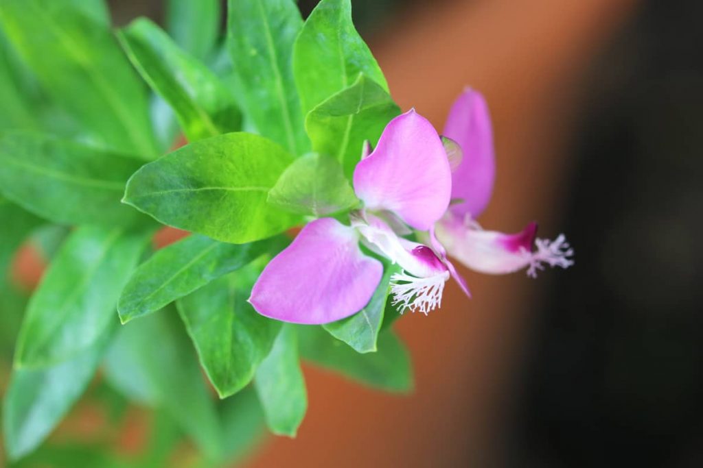 Kreuzblume - Polygala myrtifolia