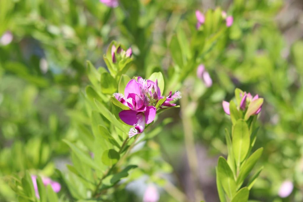 Kreuzblume - Polygala myrtifolia