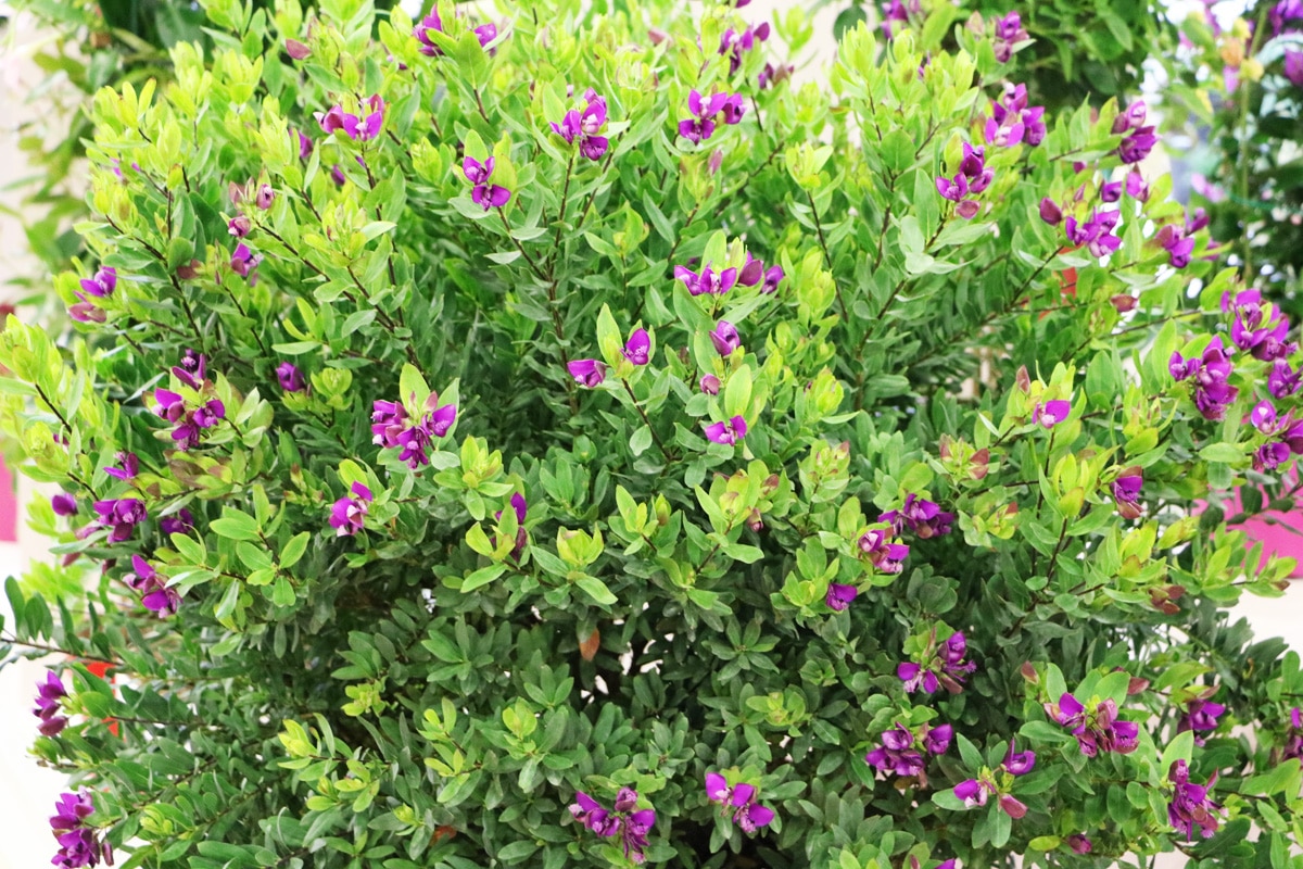 Kreuzblume - Polygala myrtifolia