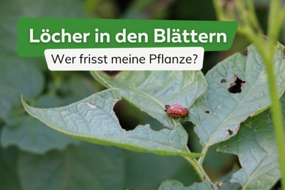 Löcher in den Blättern: wer frisst meine Pflanze