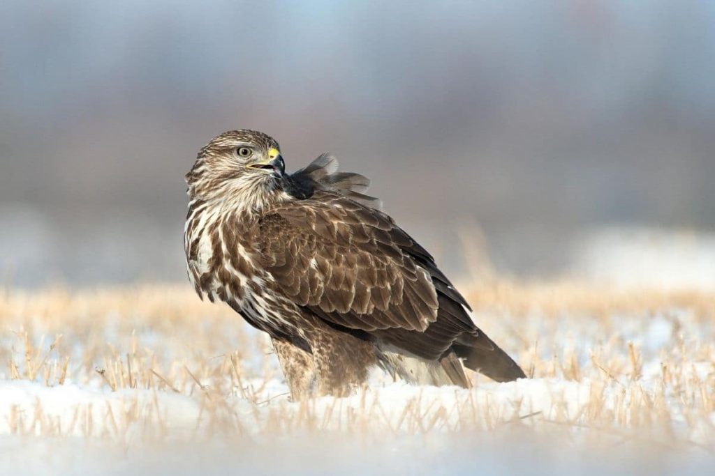 Mäusebussard