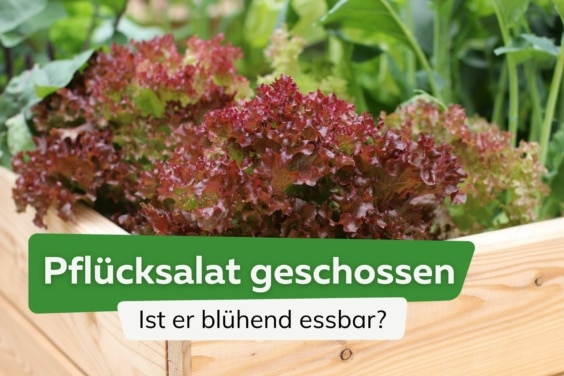 Pflücksalat geschossen - ist er blühend essbar?