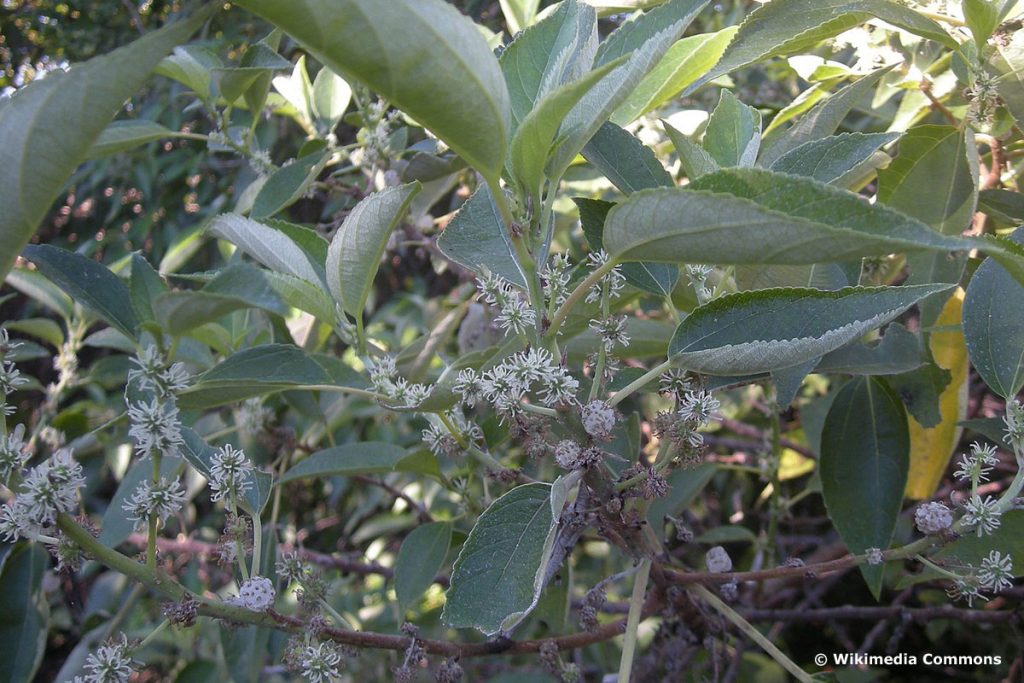 Queensland grass-cloth plant