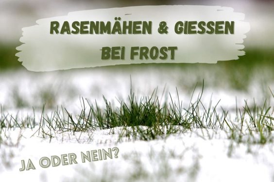 Rasenmähen im Winter - Titel