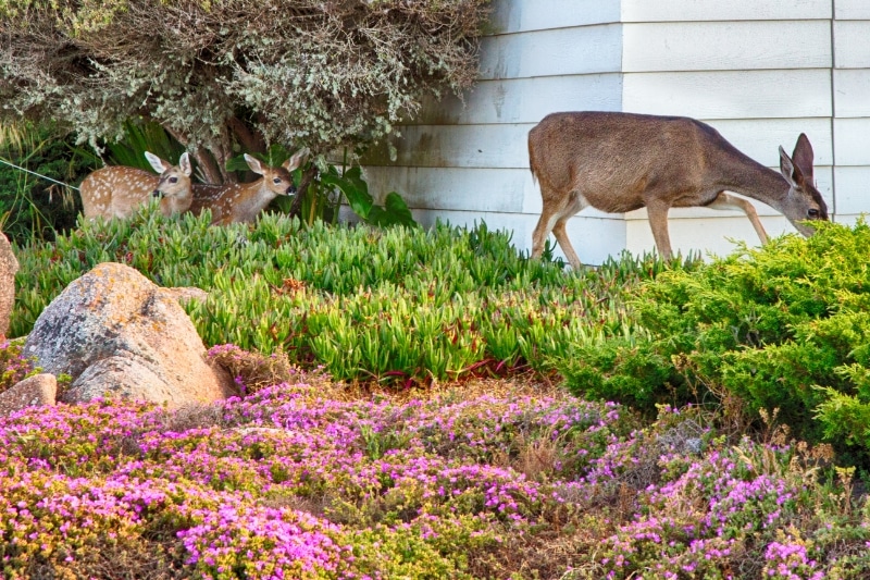 Rehe im Garten