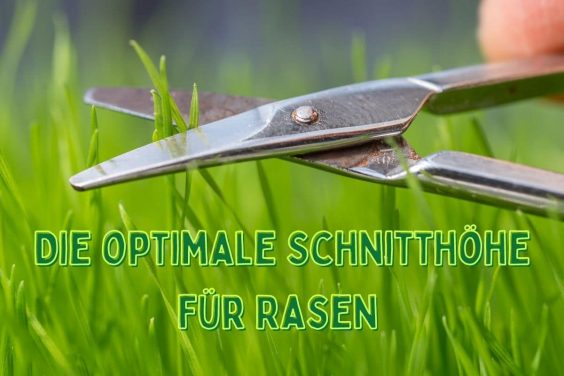 Schnitthöhe Rasen - Titel