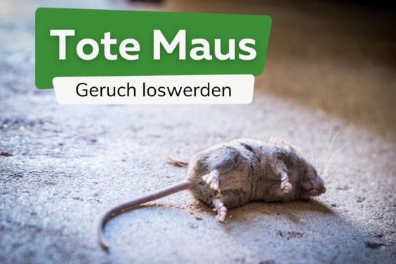 Tote Maus: wie kann ich den Geruch loswerden?