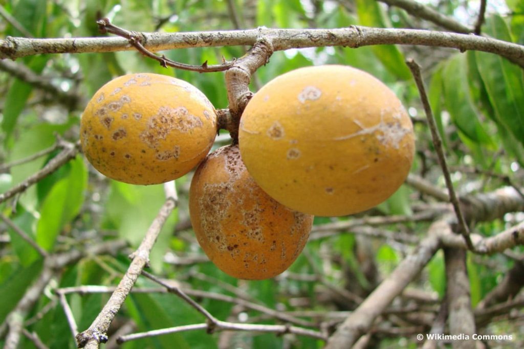 Uarutuma (cheiloclinium cognatum)