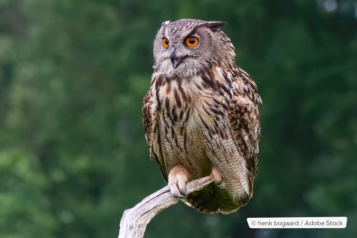 Uhu (Bubo bubo)