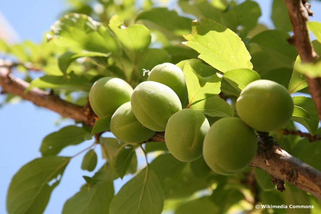 Ume Pflaume - (Prunus mume)