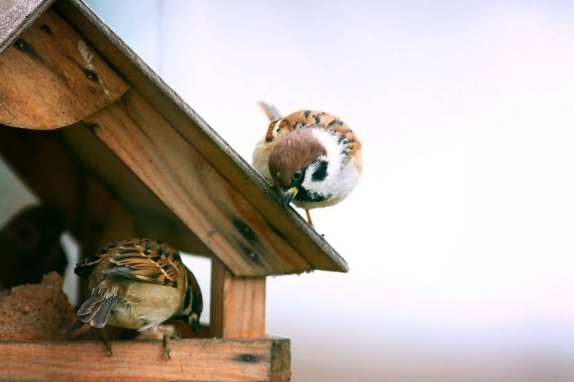 Vögel werfen Futter aus Vogelhaus