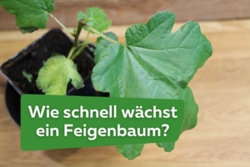 Wachstum: wie schnell wächst ein Feigenbaum?