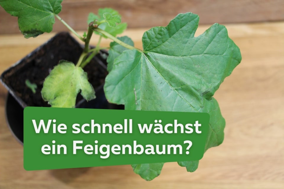 Feigenbaum Wachstum Zeitraffer