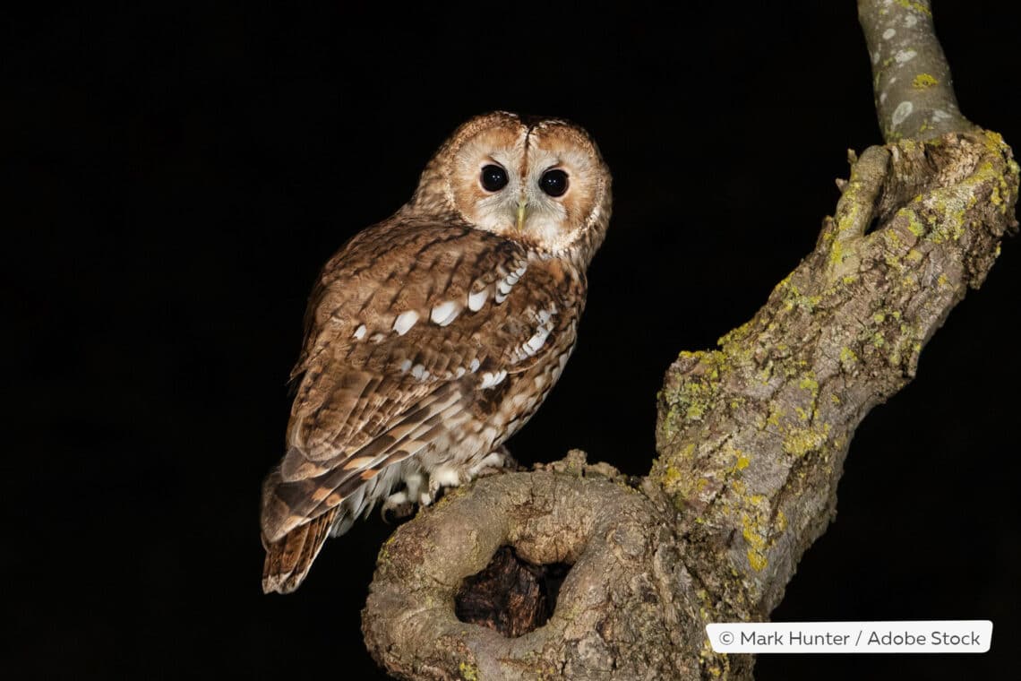 Waldkauz (Strix aluco)