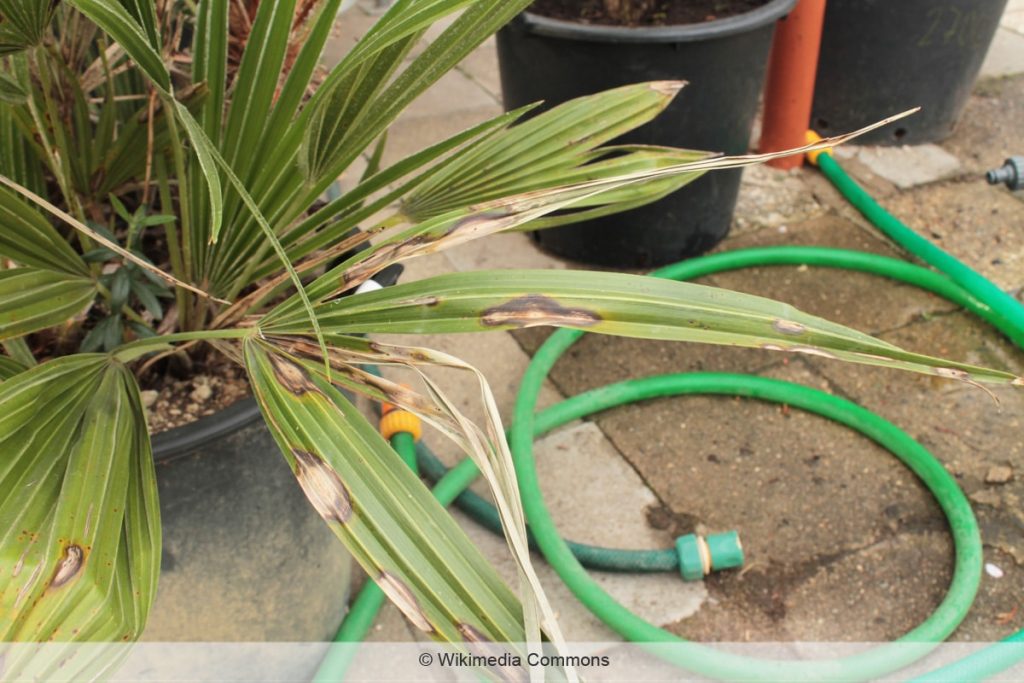 Zwergpalme - Chamaerops humilis