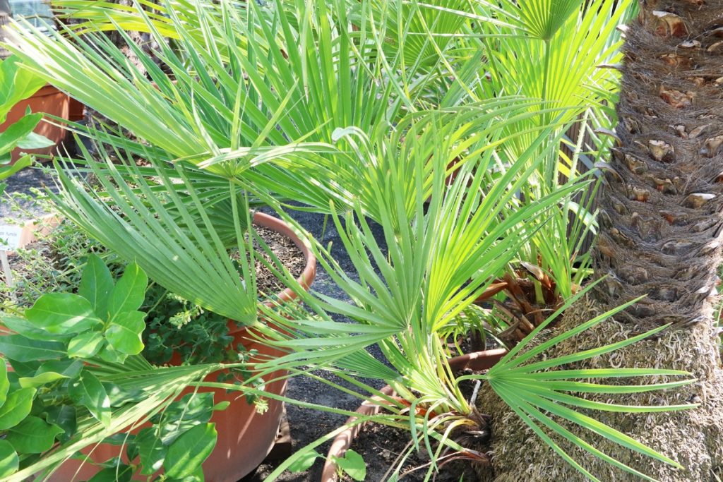 Zwergpalme - Chamaerops humilis