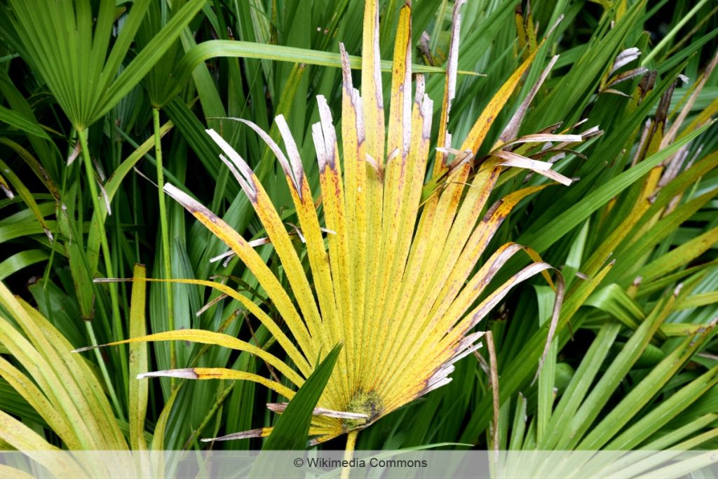 Zwergpalme - Chamaerops humilis