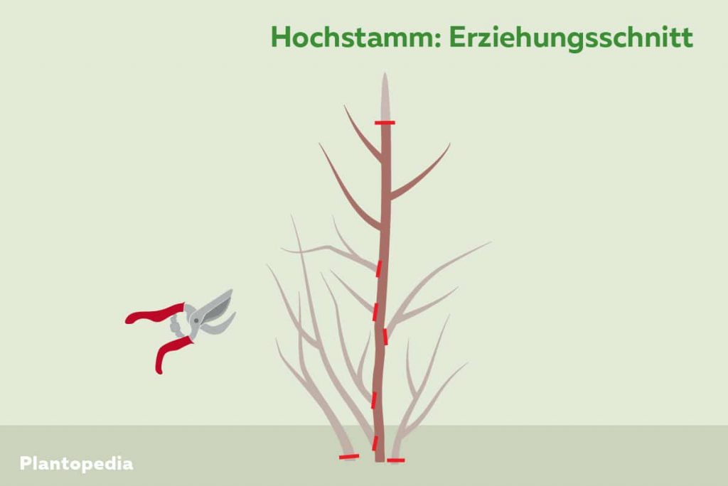 Erziehungschnitt am Holunder