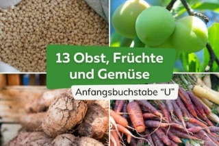 13 Obst, Früchte und Gemüse mit "U" am Anfang