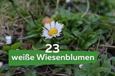 Weiße Wiesenblumen