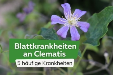 5 häufige Blattkrankheiten an Clematis