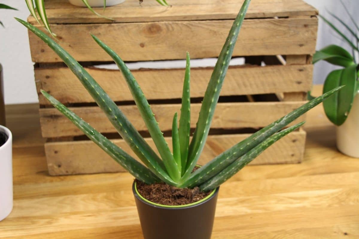 giftige Zimmerpflanzen: gesunde Aloe Vera