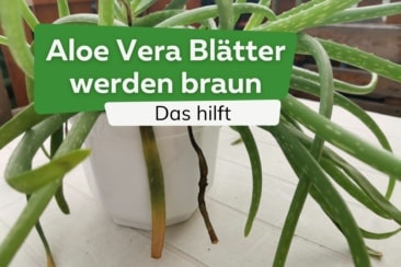 Aloe Vera Blätter/Spitzen werden braun: das hilft