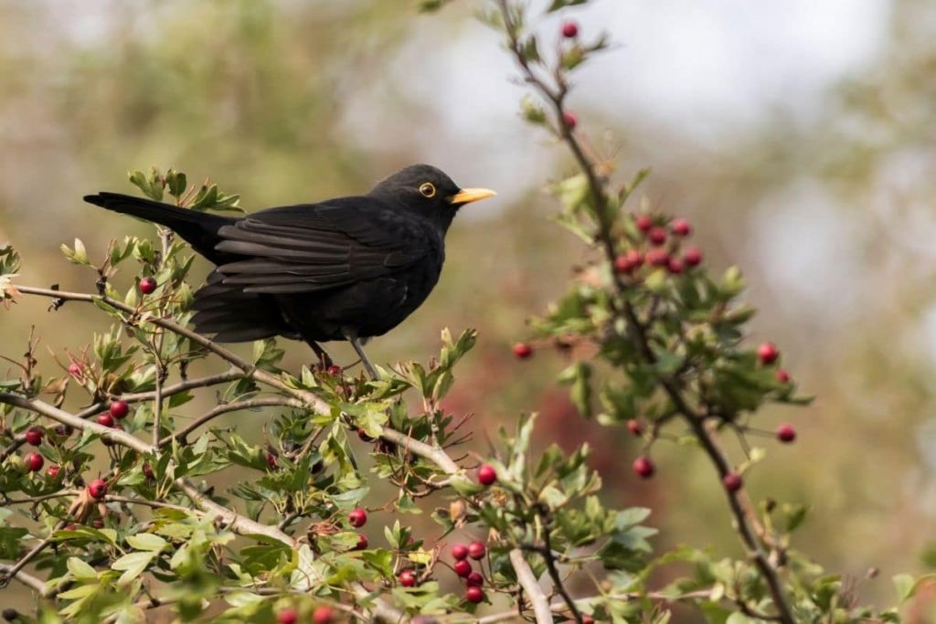 Amsel