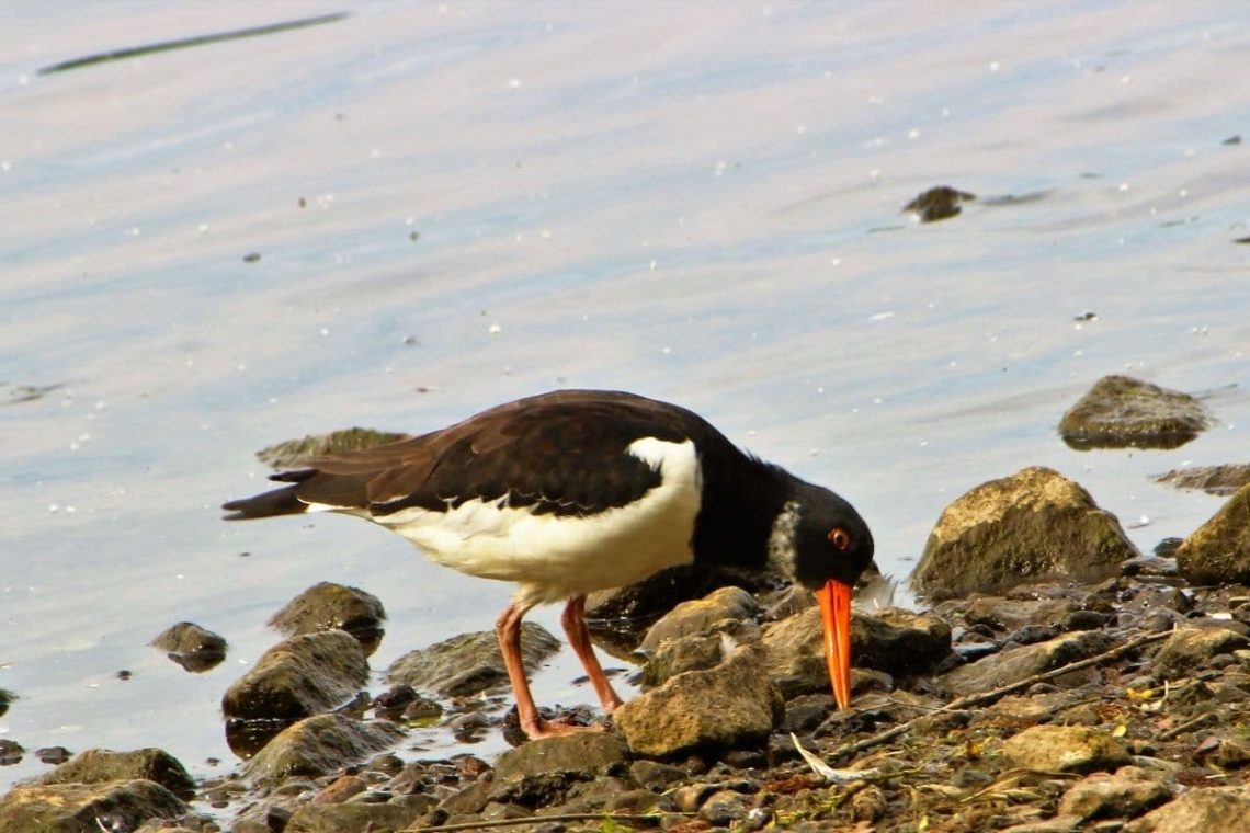 Austernfischer, Vögel mit rotem Schabel