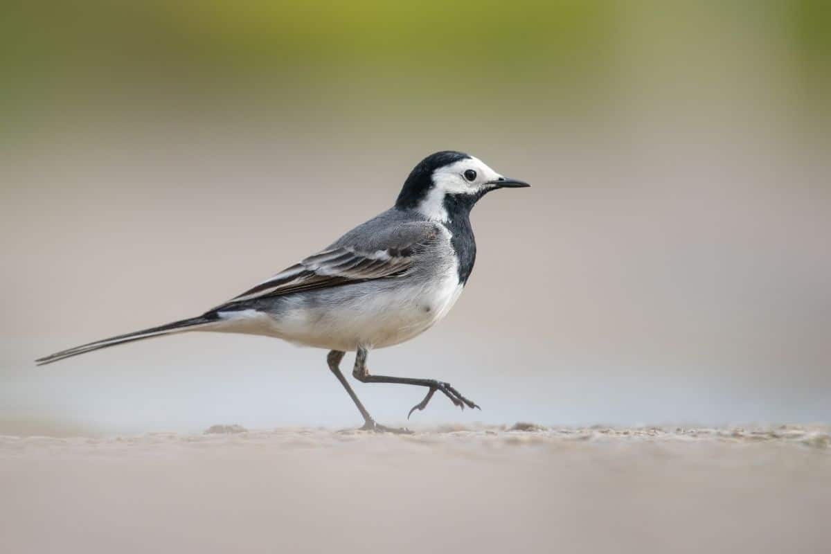 Vögel mit schwarzem Kopf: 16 heimische Arten